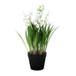 Lily of the Valley Potted Plant (25cm)