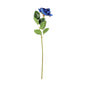Essential Blue Rose