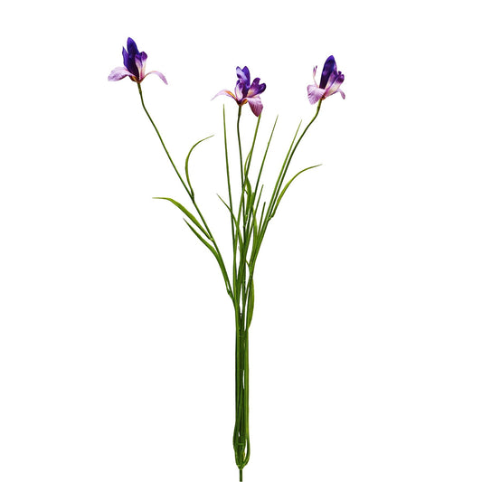 Botanica Purple Orange Iris