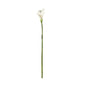 Botanica White Calla Lily (60cm)