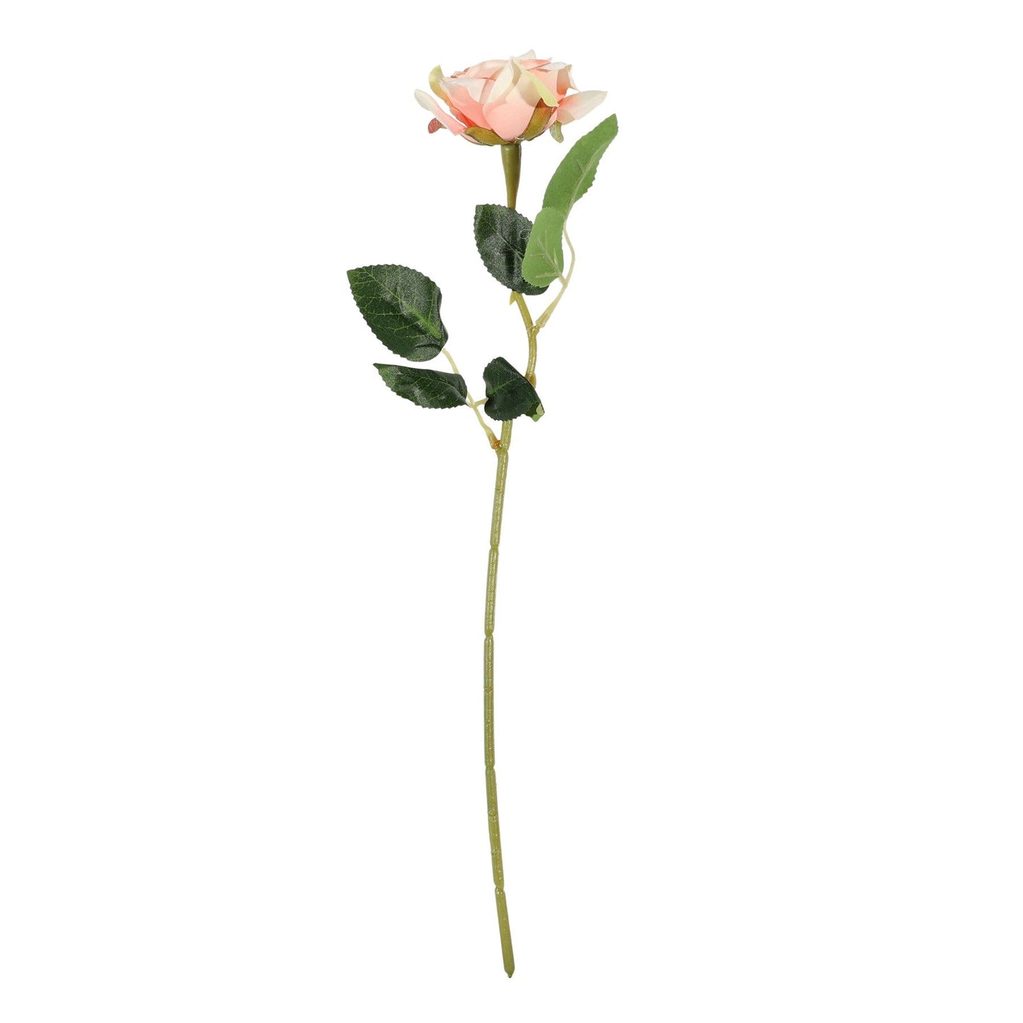 Essential Peach Rose
