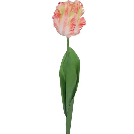 Tulip Coral Parrot Variety