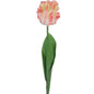 Tulip Coral Parrot Variety