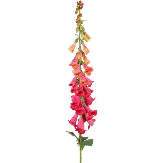 Dark Pink Wild Foxglove