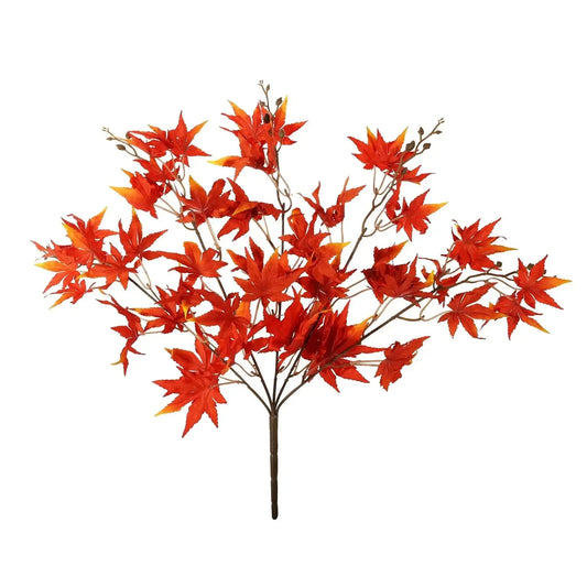 Essential Red Acer Palmatum Bush