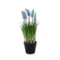Blue Muscari Potted Plant (25cm)