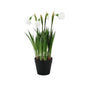 White Snowdrop Potted Plant (26cm)