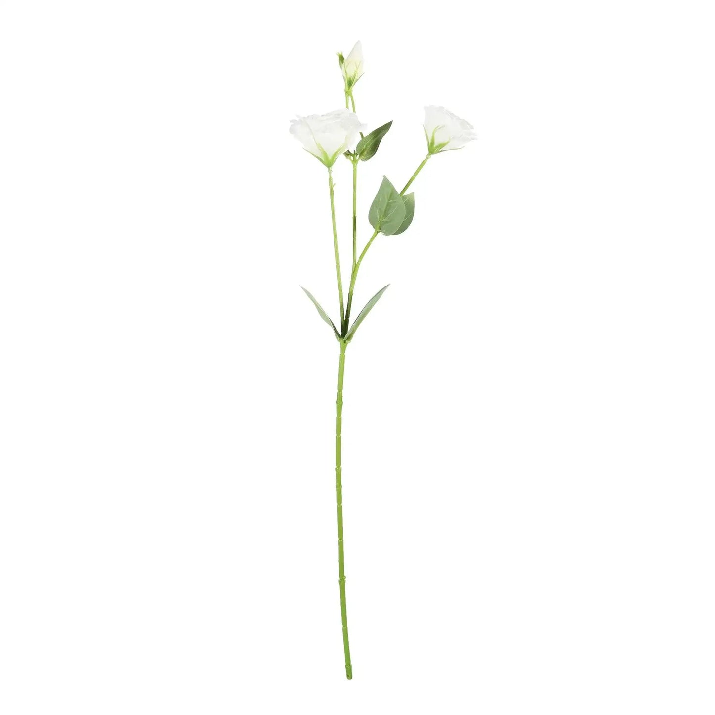 Essential White Lisianthus