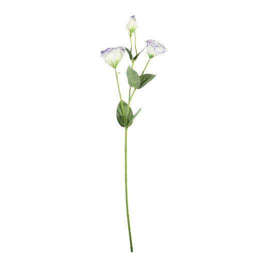Essential Cream/Purple Lisianthus