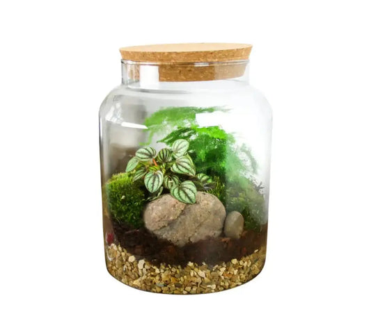 Terrarium and Succulent Accessory Starter Jar Kit