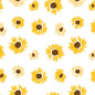 Sunflower Splash Clear Cello (60m)