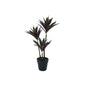 Botanica Yucca Tree in Pot (63cm)