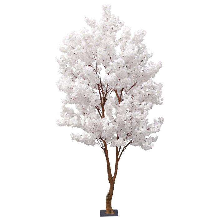 Discover the White Sakura Blossom Tree (2.8m) at Bristow Direct