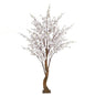 White Yoshino Blossom Tree (1.8m)