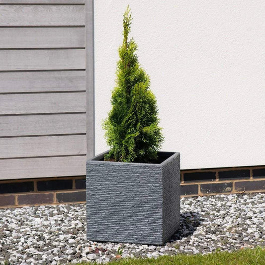 Small evergreen tree in a textured gray square planter on a gravel garden patio