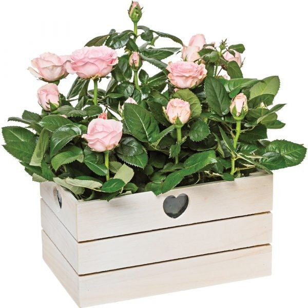 Discover the White Wash Keepsake Box at Bristow Direct