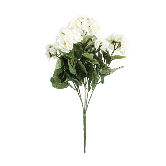 Geranium Cream Bush (10cm)