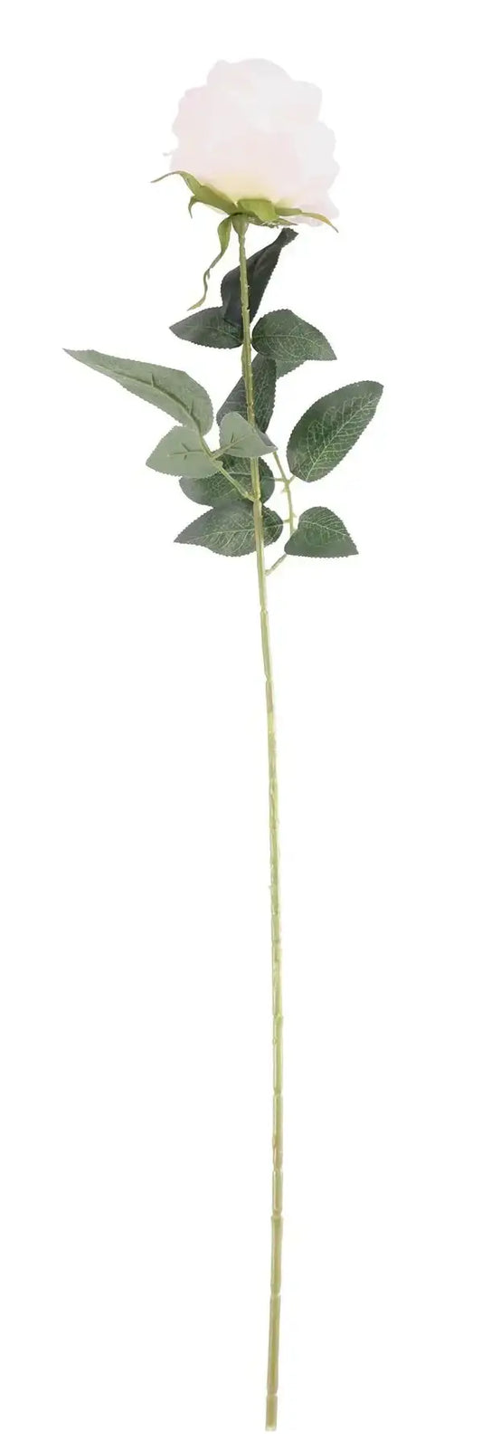 Essential Cream Arundel Rose (70cm)