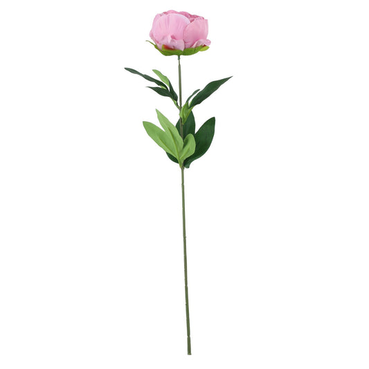 Discover the Essential Dusky Pink Arundel Garden Peony at Bristow Direct