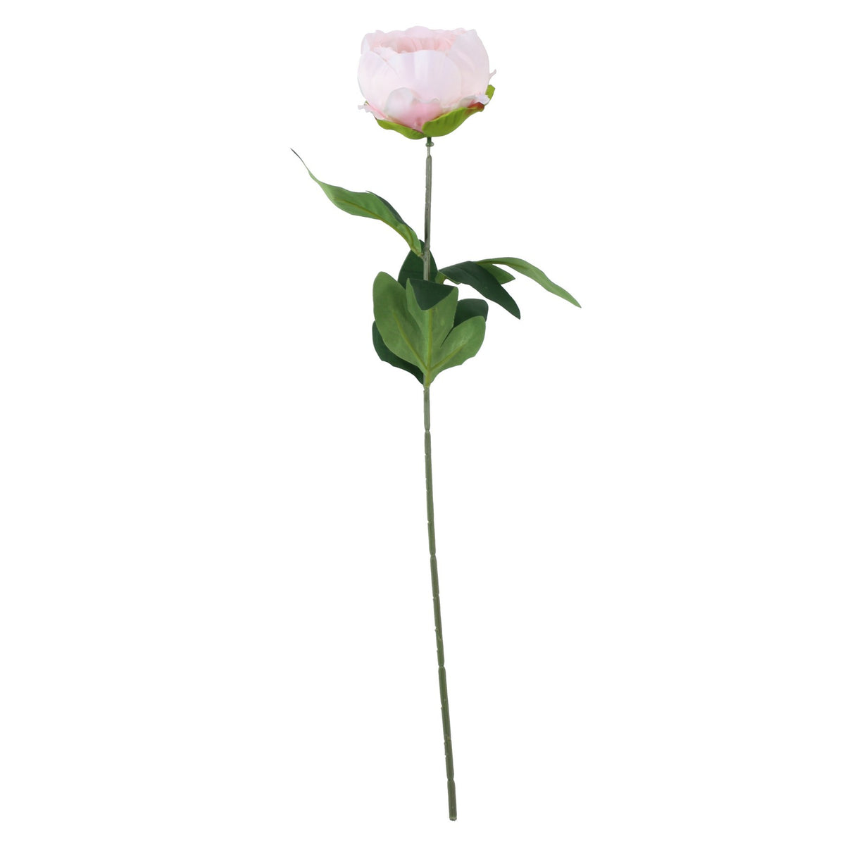 Discover the Essential Light Pink Arundel Garden Peony (57cm) at Bristow Direct
