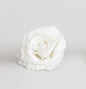 Discover the White Glitter Rose with Clip (18cm) at Bristow Direct