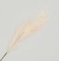 Cream Reed Grass Spray (96cm)