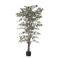 Green Variegated Fiscus Potted Tree (5ft)