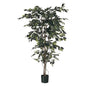 Green Fiscus Potted Tree (6ft)