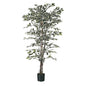 Green Variegated Fiscus Potted Tree (6ft)