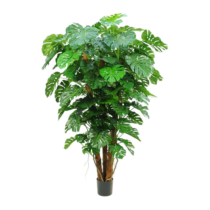 Discover the Split Philo Plant Potted (7Ft) at Bristow Direct
