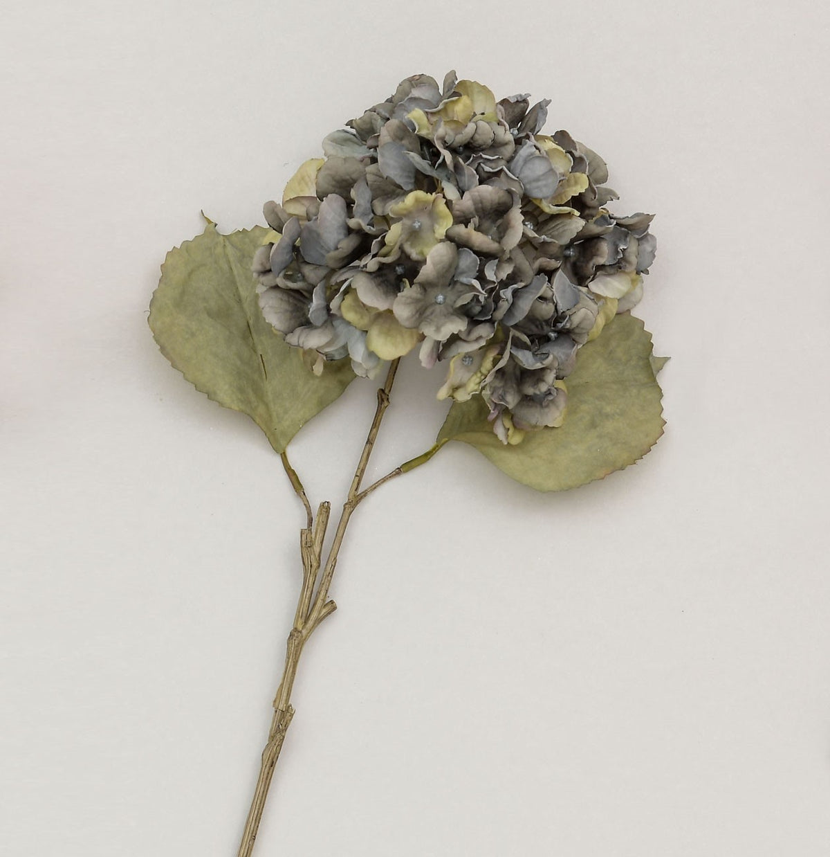 Discover the Green with Blue Tinge Hydrangea Flower (61cm) at Bristow Direct