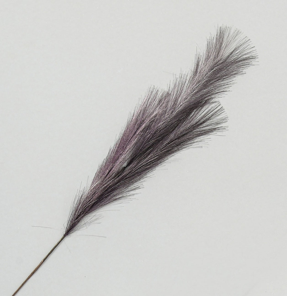 Discover the Purple Pampas Grass Spray (82cm) at Bristow Direct