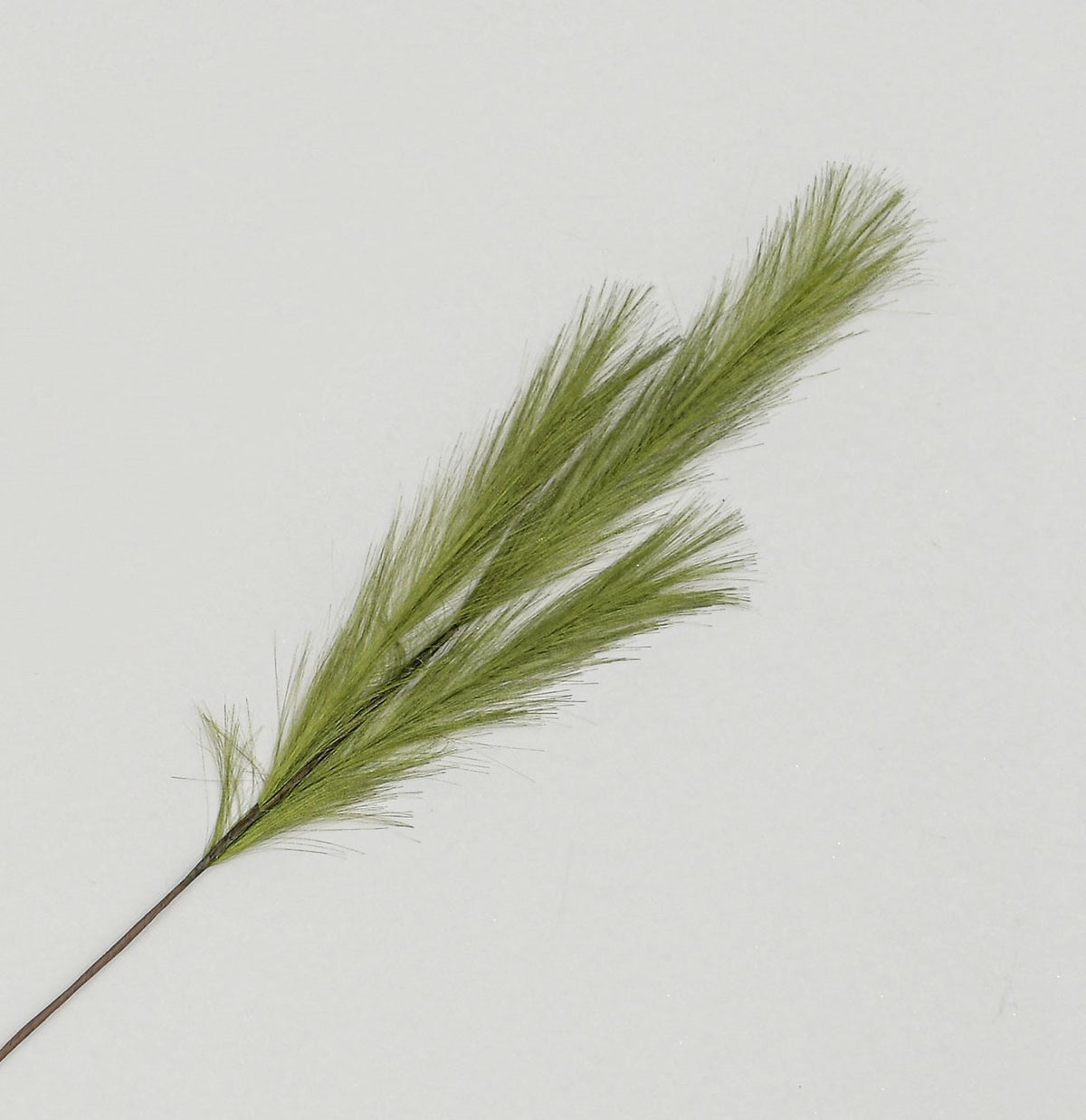 Discover the Green Pampas Grass Spray (82cm) at Bristow Direct