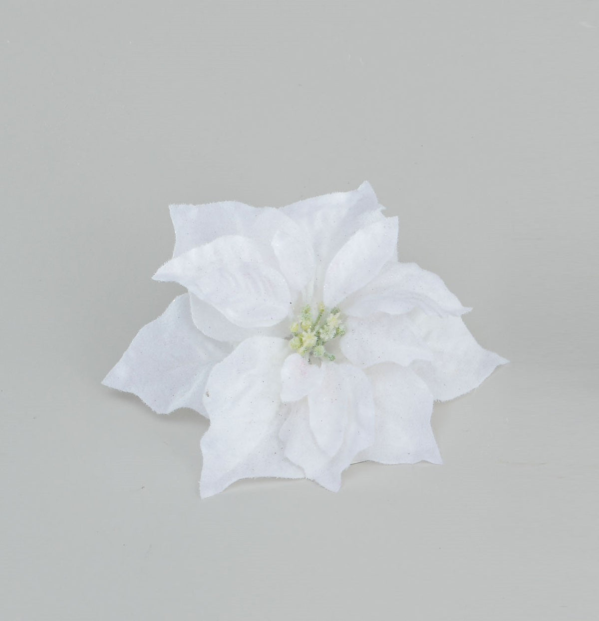 Discover the Cream Poinsettia with Clip (20cm) at Bristow Direct