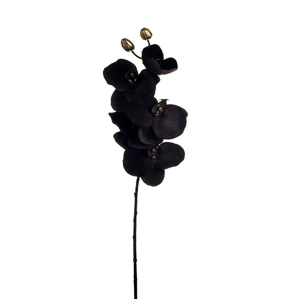 Discover the Grey Phalaenopsis Orchid Spray (66cm) at Bristow Direct