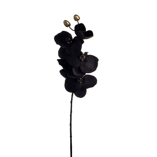 Discover the Grey Phalaenopsis Orchid Spray (66cm) at Bristow Direct
