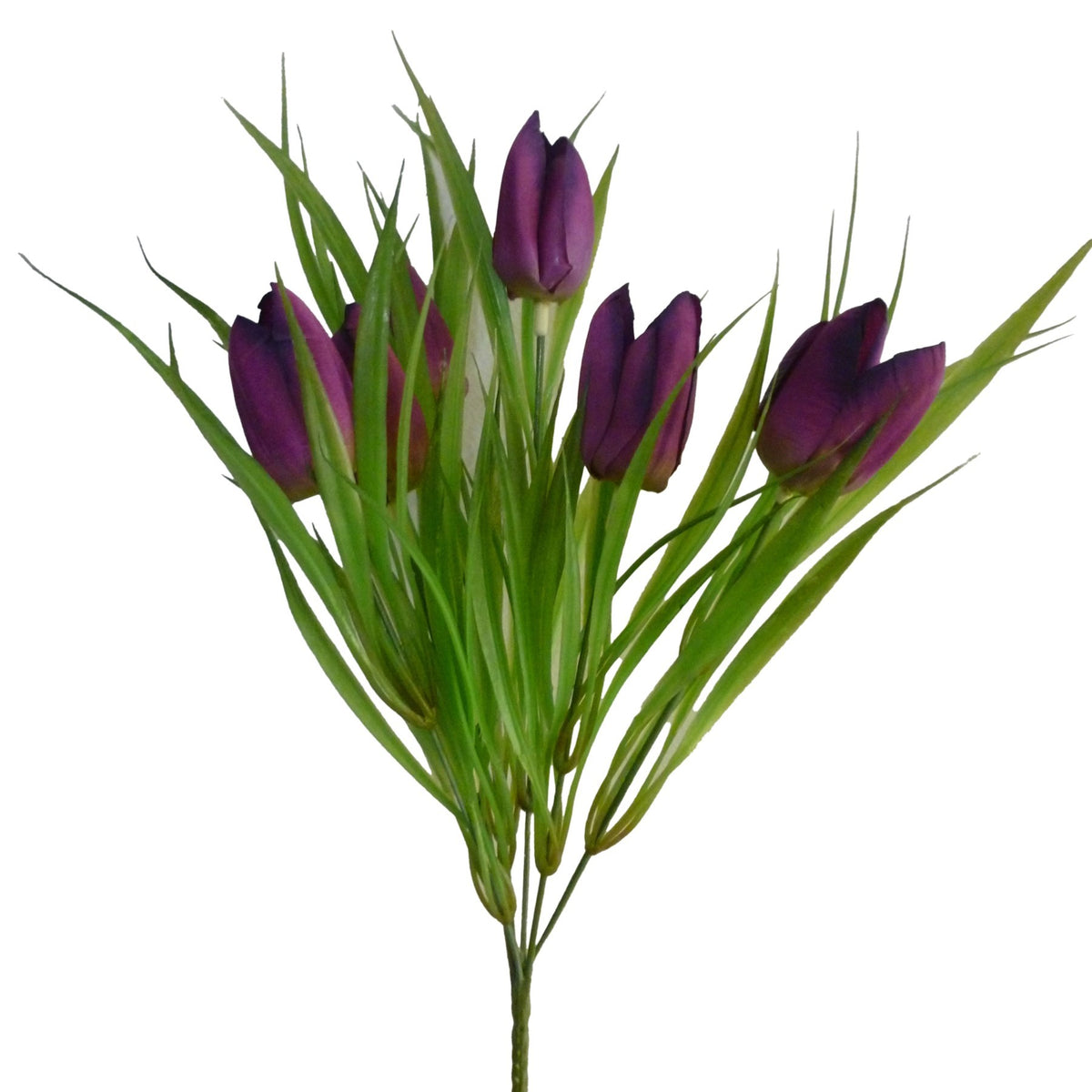 Discover the Purple Tulip Bush (14in) at Bristow Direct