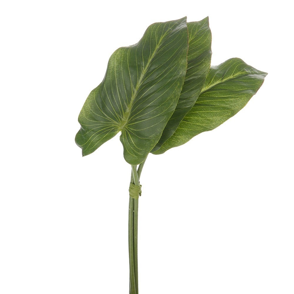 Discover the Green Anthurium Leaf Bundle (33cm) at Bristow Direct