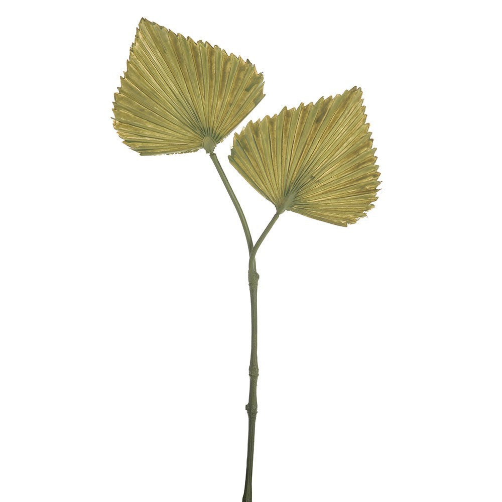 Discover the Green Fan Palm (39cm) at Bristow Direct
