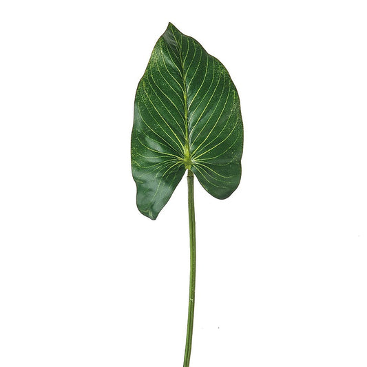 Discover the Green Leaf Anthurium (33cm) at Bristow Direct