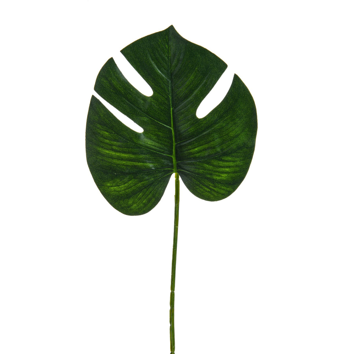 Discover the Cheese Plant Leaf (60cm) at Bristow Direct