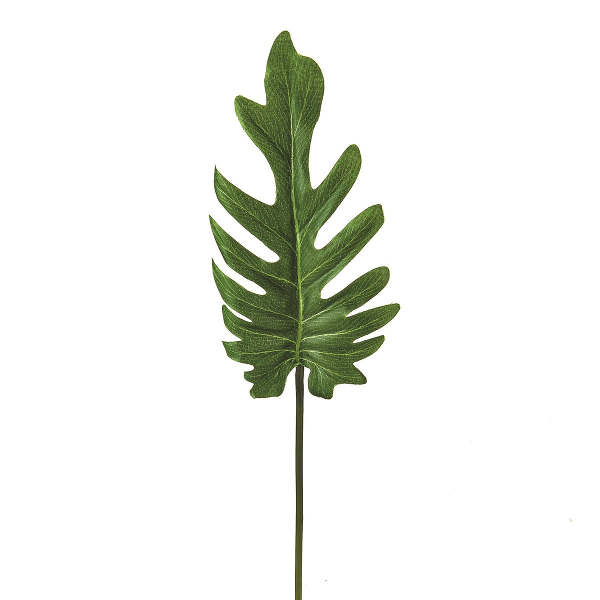 Discover the Green Leaf Philodendron (40cm) at Bristow Direct
