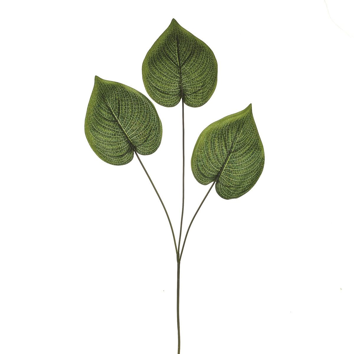 Discover the Green Leaf Philodendron Spray (68cm) at Bristow Direct