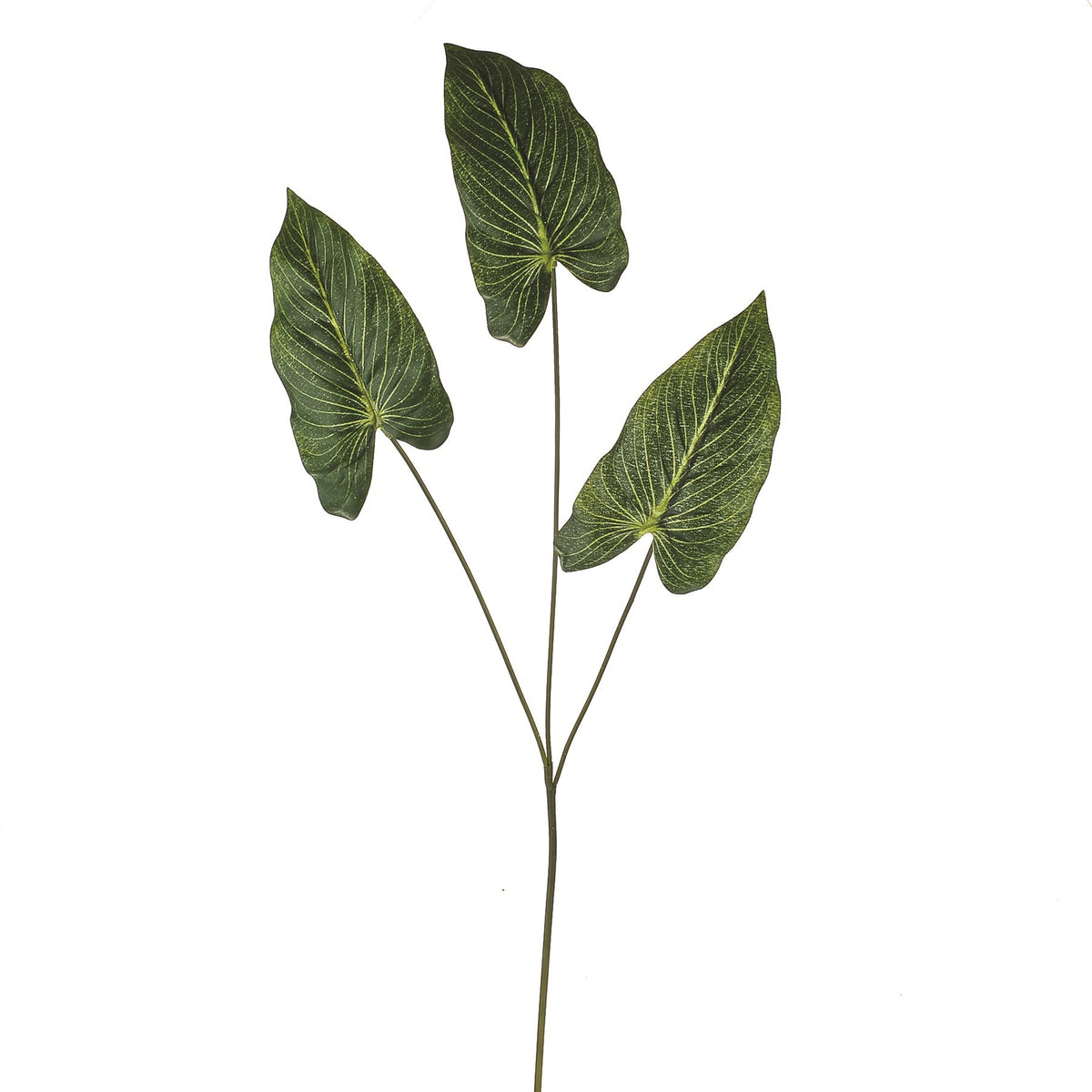 Discover the Green Leaf Anthurium Spray (71cm) at Bristow Direct
