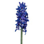 Purple Hyacinth