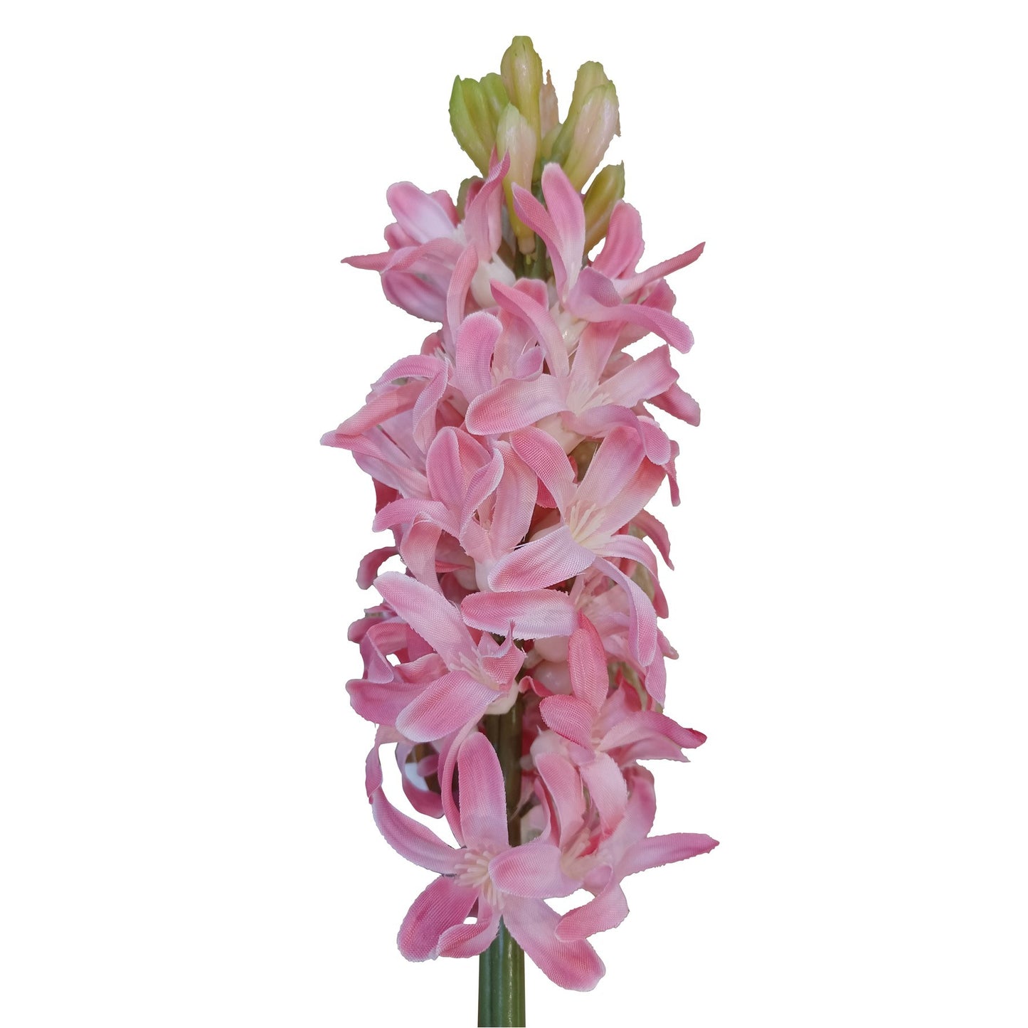 Pink Hyacinth