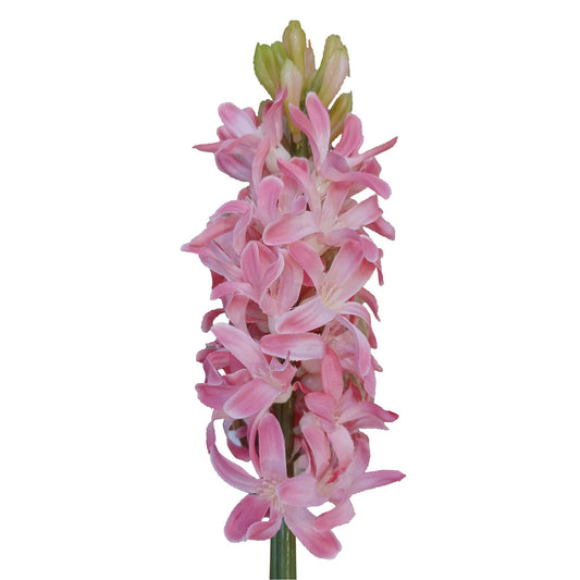 Pink Hyacinth