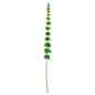 Green Bell of Ireland (102cm)