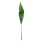 Aspidistra Leaf (93cm)