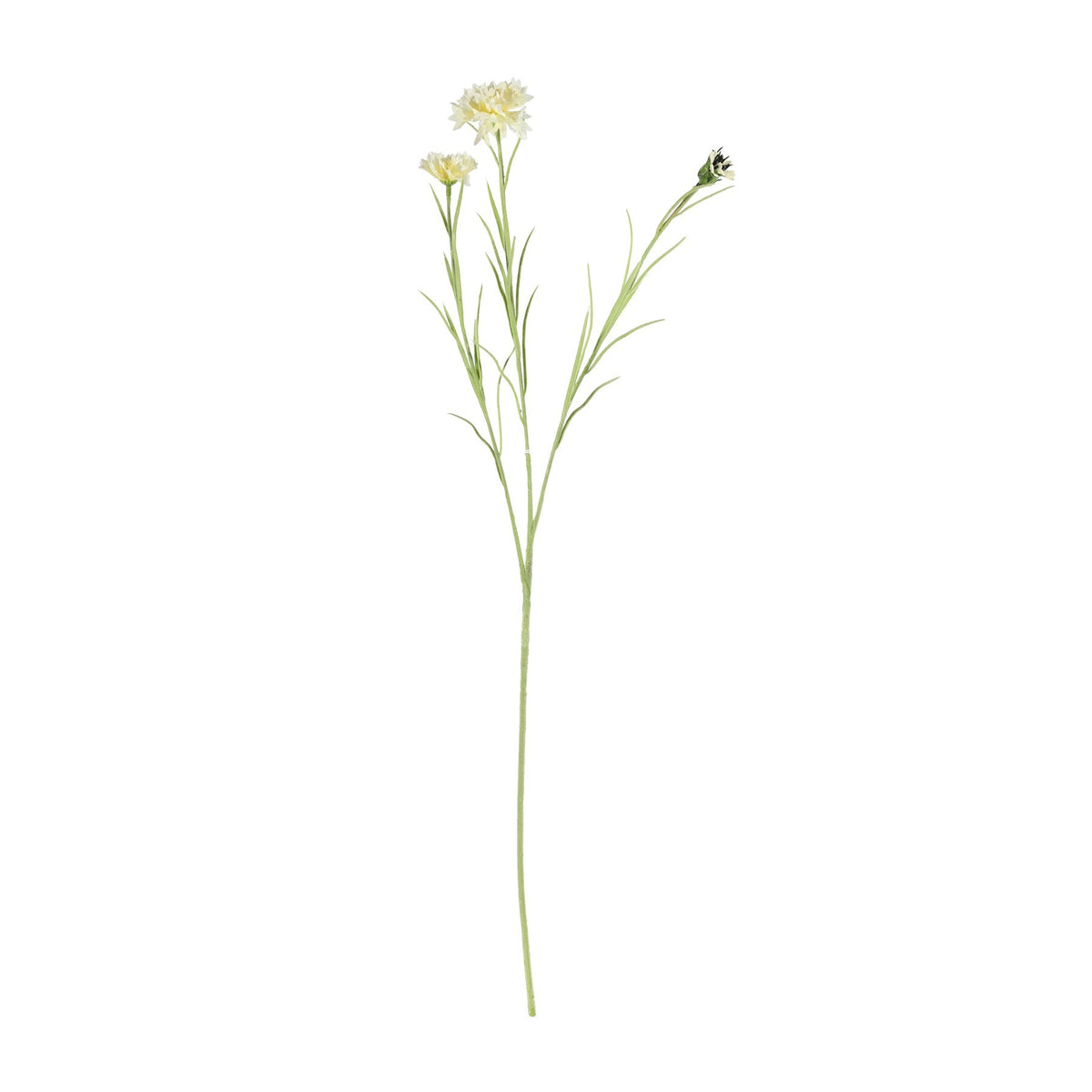 Discover the Cream Cornflower Spray (65cm) at Bristow Direct